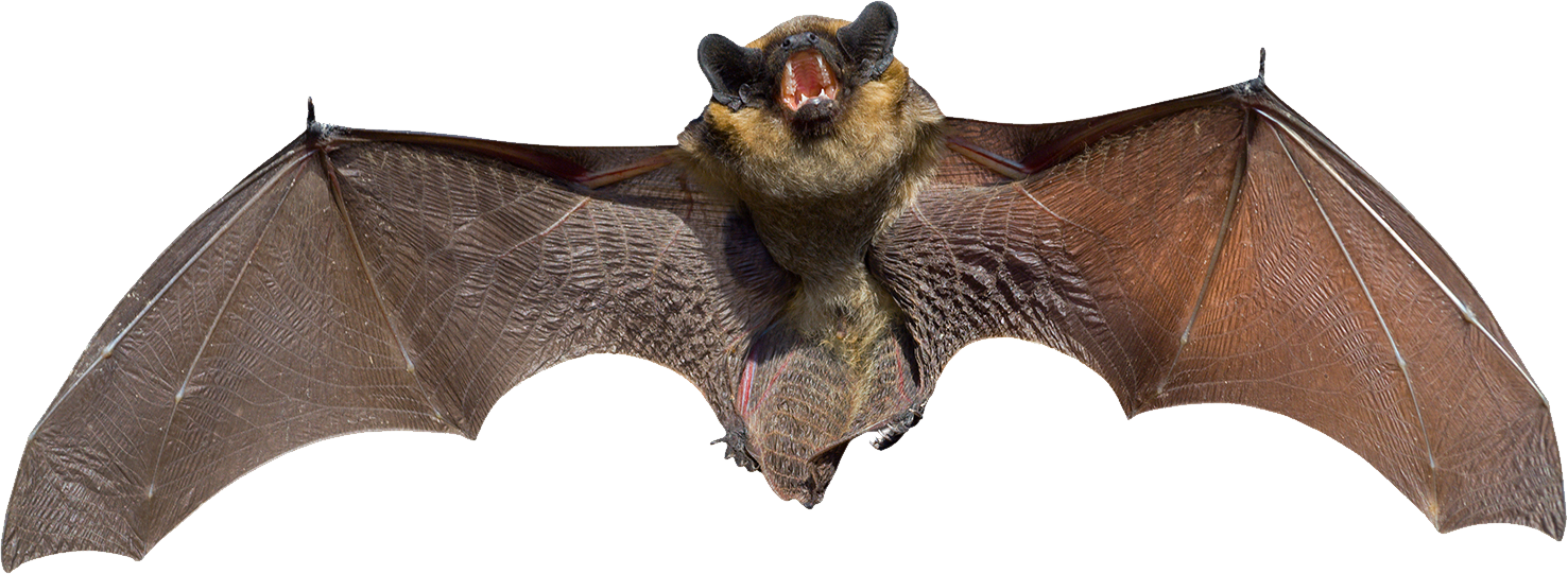 Real Bat PNG Photo