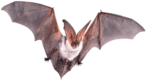 Real Bat PNG Transparent Image