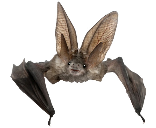 الخفافيش الحقيقية خلفية شفافة PNG