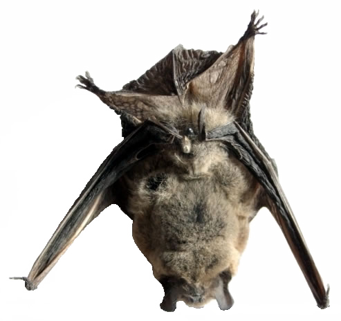 Real Bat Transparent Images