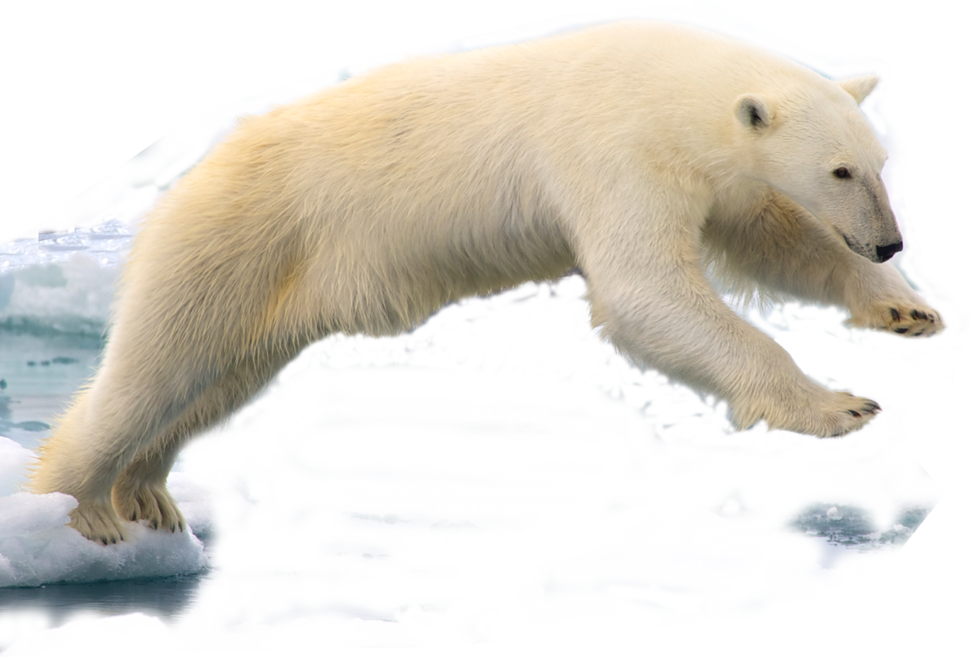 Real Polar Bear PNG Image Background