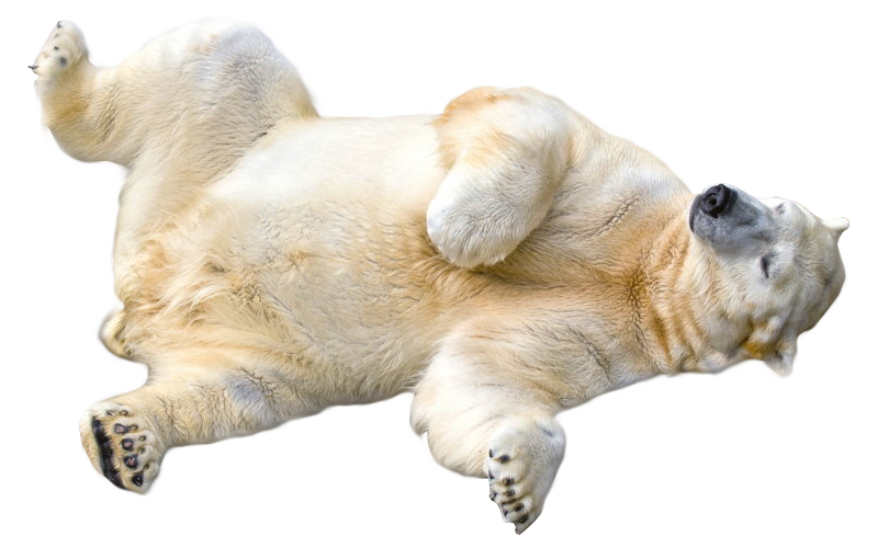 Real Polar Bear PNG Image