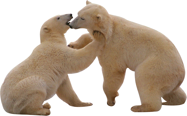 Настоящий белый медведь PNG фото