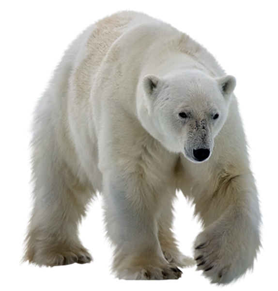 Real Polar Bear PNG Transparent Image
