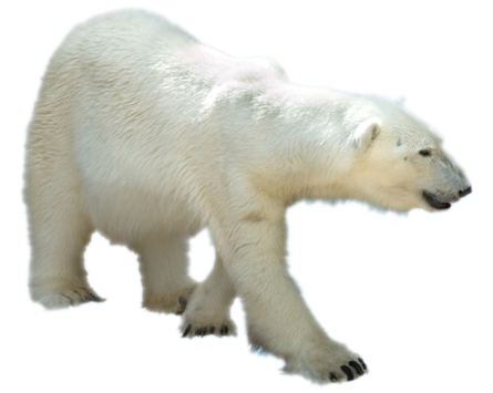 Real Polar Bear Transparent Image