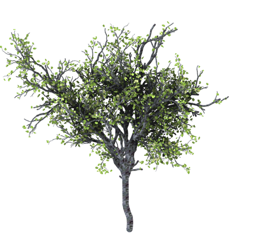 Realistic Tree PNG Background Image