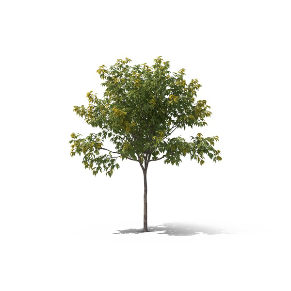 Realistic Tree PNG Download Image