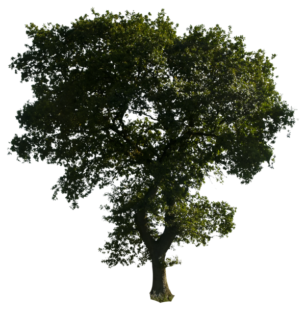 شجرة واقعية PNG تحميل مجاني