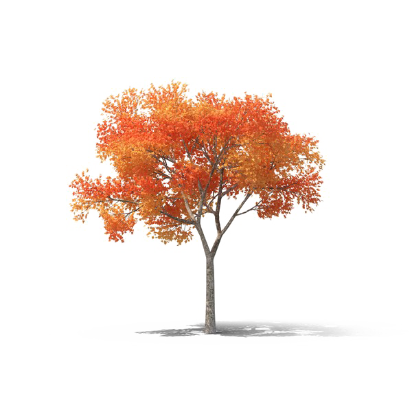 Realistic Tree PNG High-Quality Image