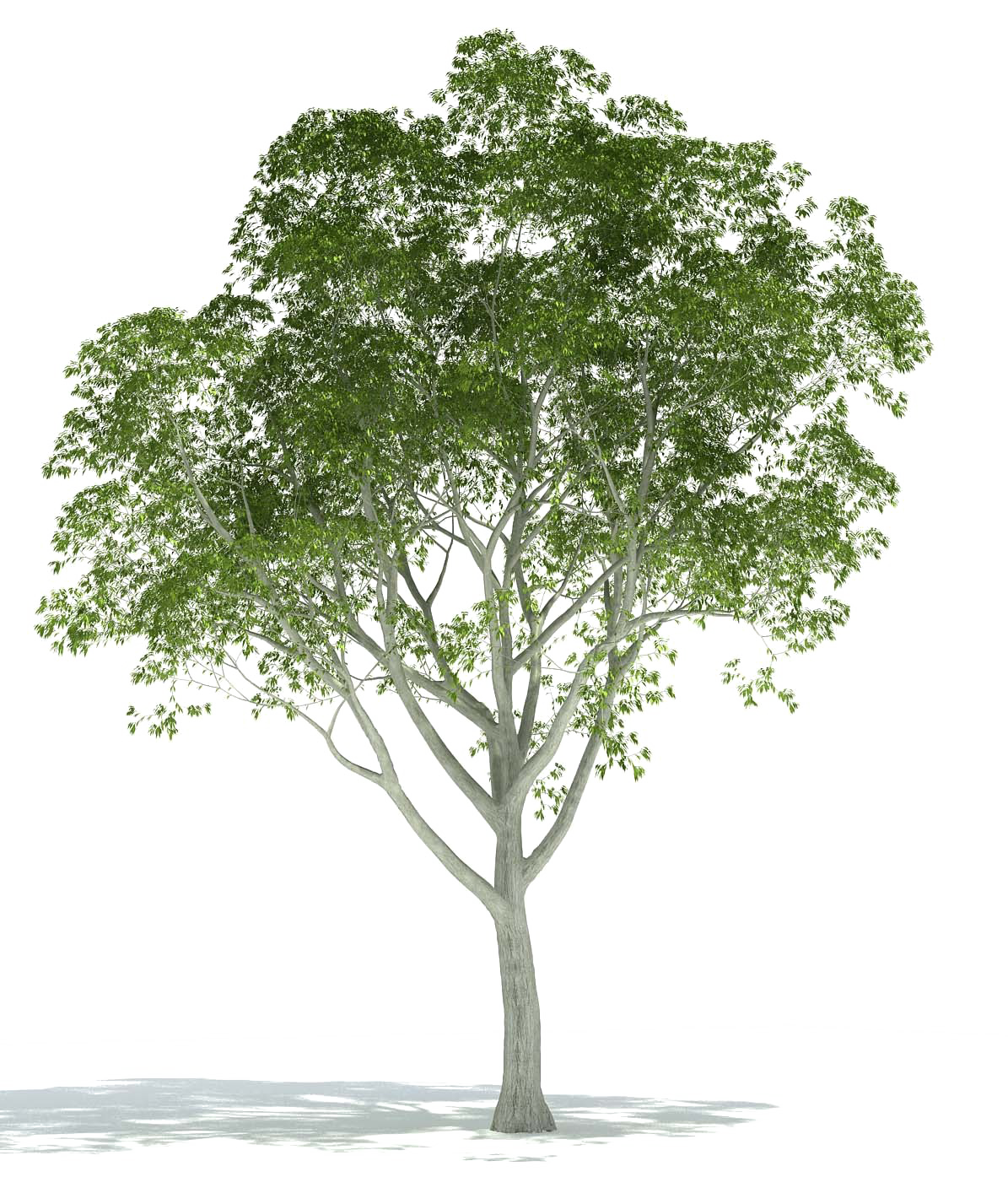 شجرة واقعية PNG خلفية الصورة