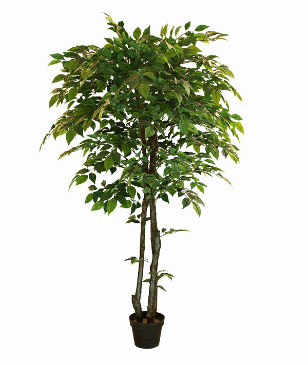 Realistic Tree PNG Image