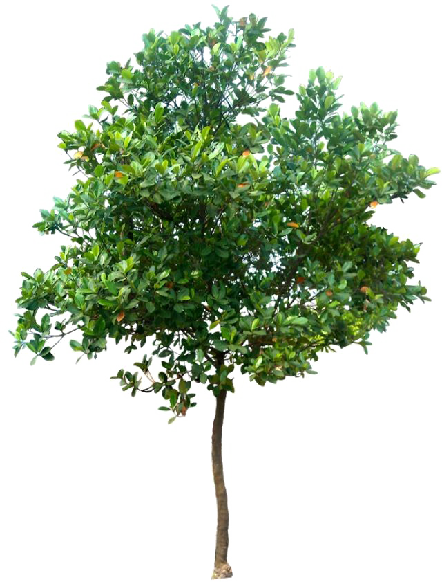 Realistic Tree PNG Photo