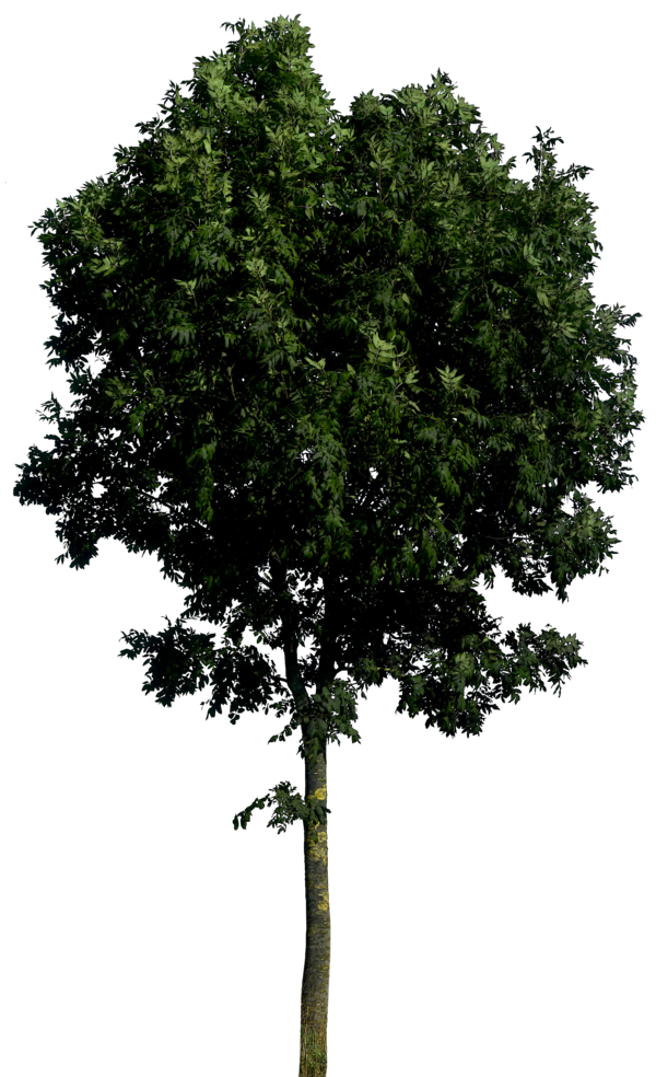 Realistic Tree PNG Pic