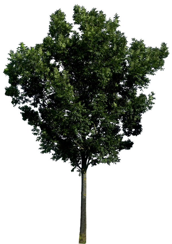 Realistic Tree PNG Picture
