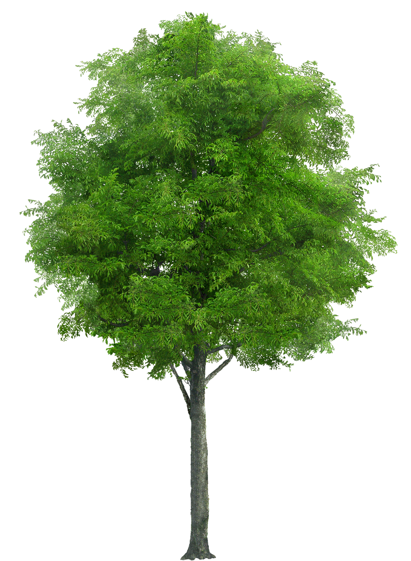 Realistic Tree PNG Transparent Image
