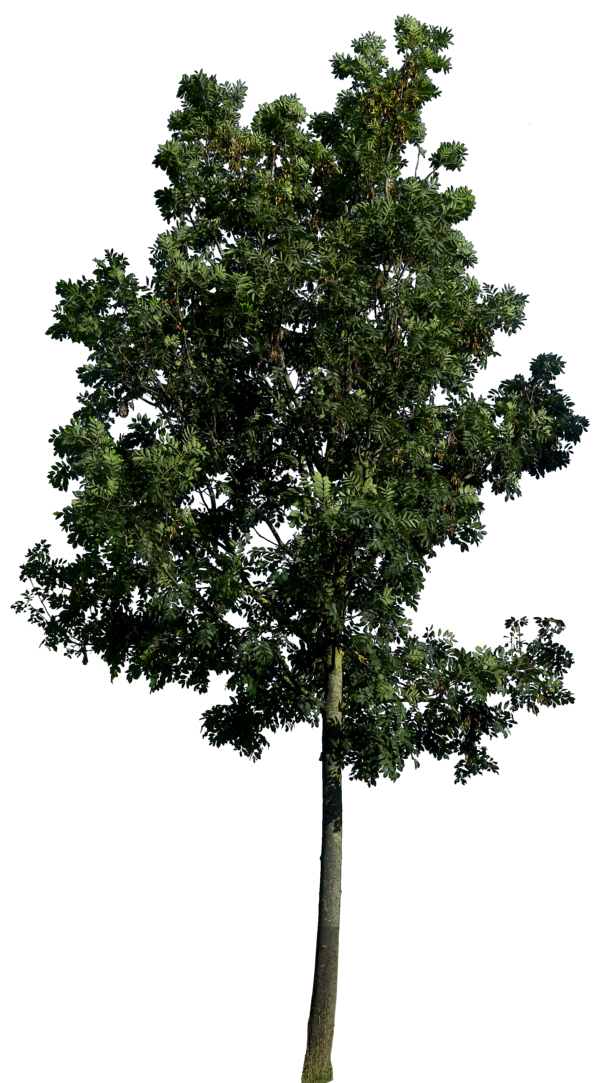 Realistic Tree Transparent Images
