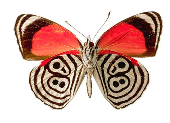 Imagen PNG libre de mariposa roja