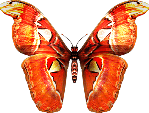 Red Butterfly PNG Background Image