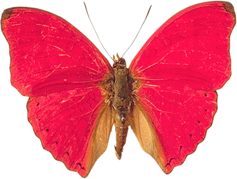 Descarga gratuita de Red Butterfly PNG