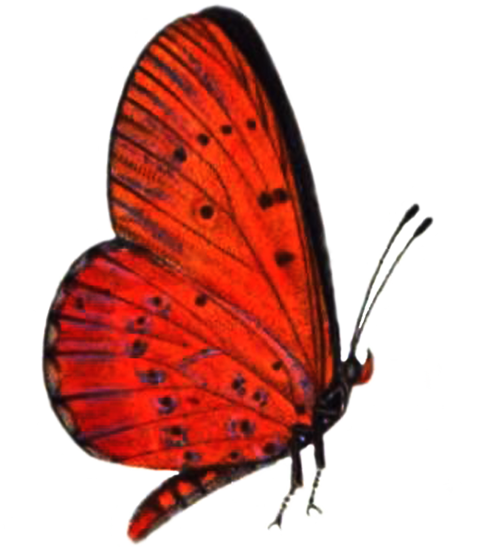 Papillon rouge PNG Image de haute qualité