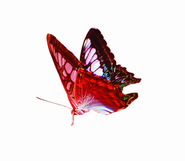Rode vlinder PNG Beeld achtergrond