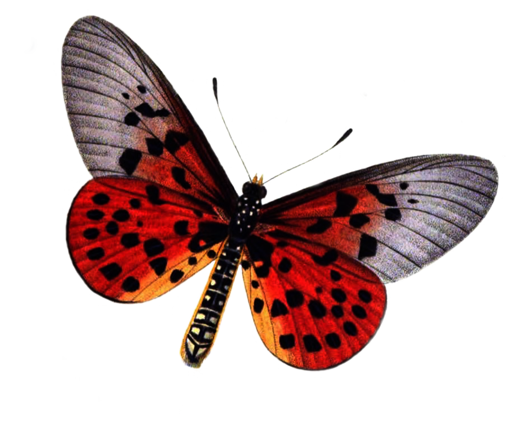 Mariposa roja PNG photo