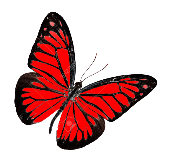붉은 나비 투명 배경 PNG