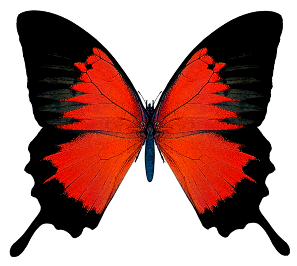 Rode vlinder Transparante Afbeeldingen