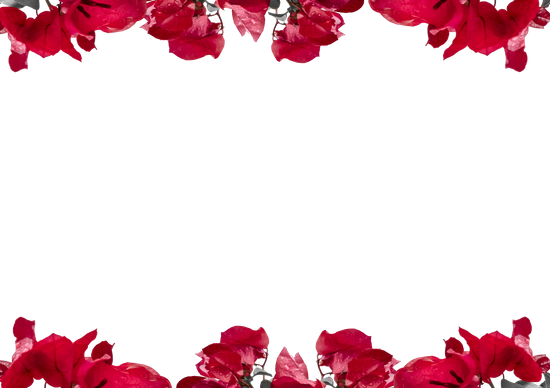 Fundo transparente de fronteira floral vermelho PNG