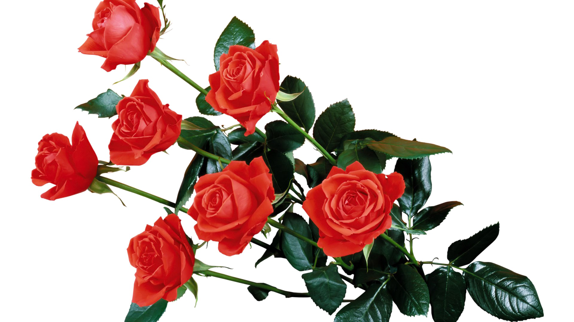 Red Flowers PNG Background Image