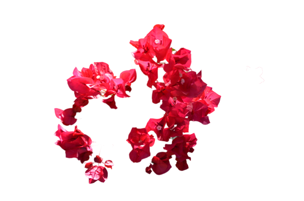 Red Flowers PNG Photo