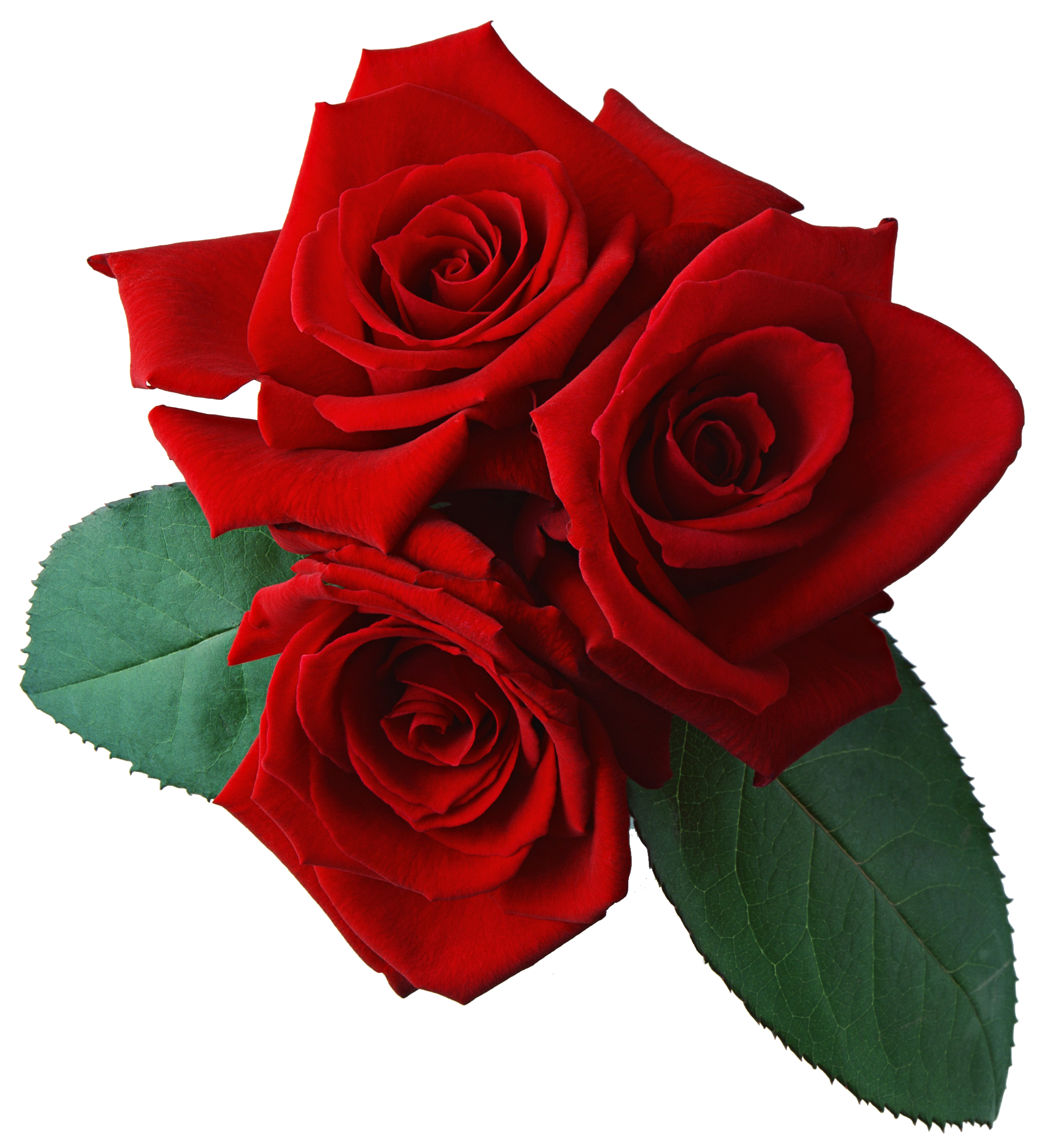 Red Flowers PNG Transparent Image