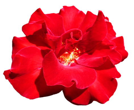 Flores vermelhas transparentes fundo PNG