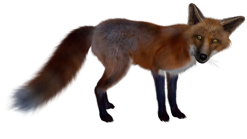 Red Fox Free PNG Image