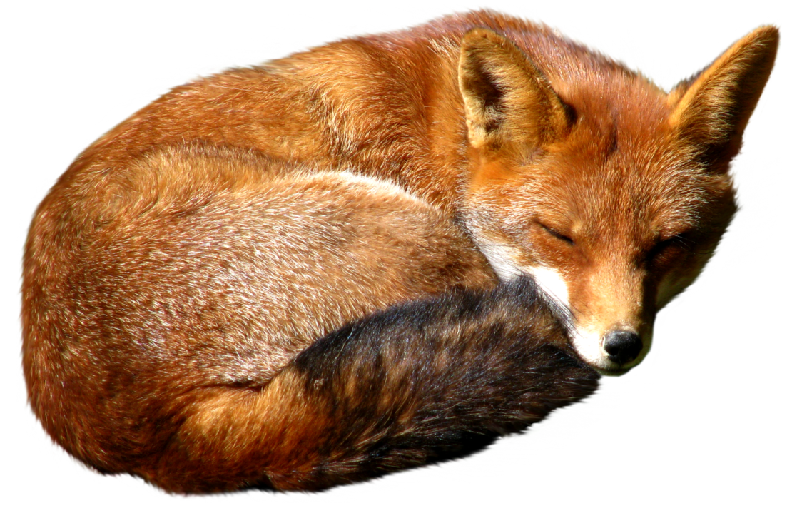 Red Fox PNG Download Image