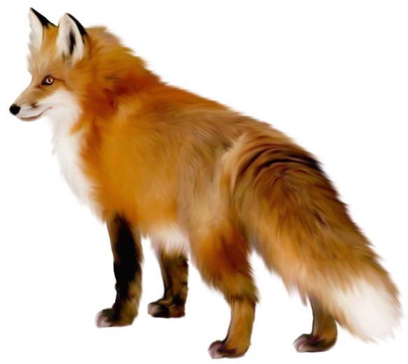 Red Fox PNG Free Download