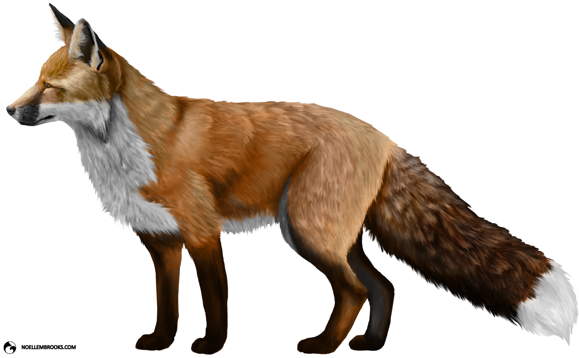 Red Fox PNG Image Background