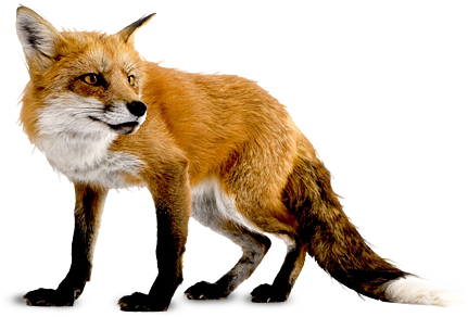 Red Fox PNG Image