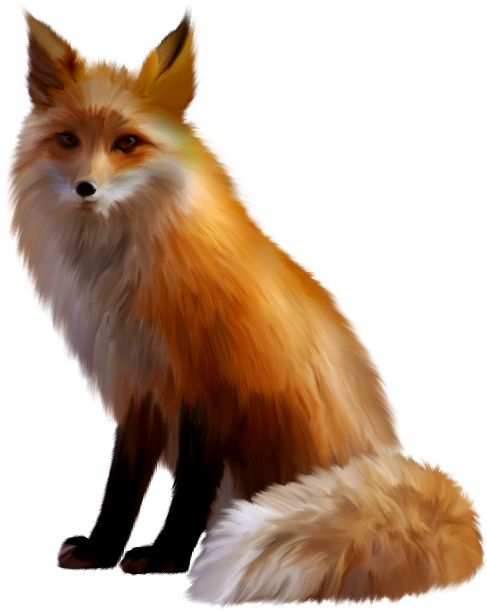 Red Fox PNG Photo