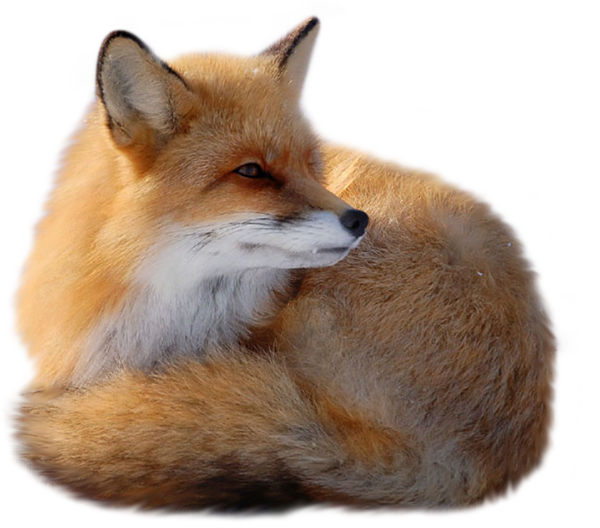 Red Fox PNG Transparent Image