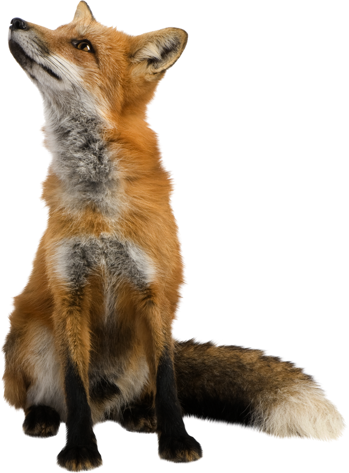 Red Fox Transparent Image
