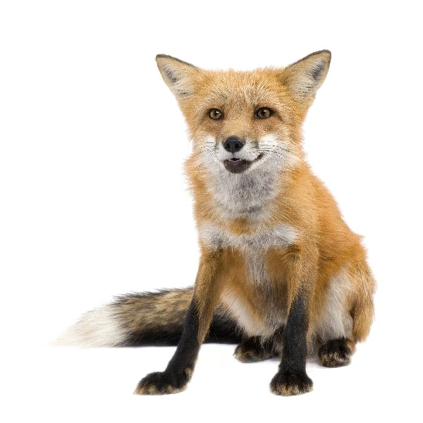 Red Fox Transparent Images