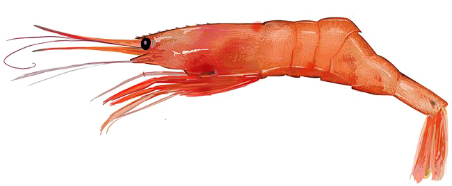 Red Shrimp PNG Free Download