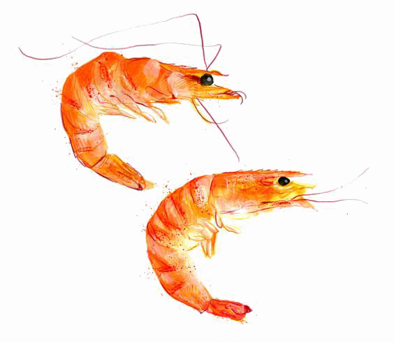 Red Shrimp Transparent Background PNG