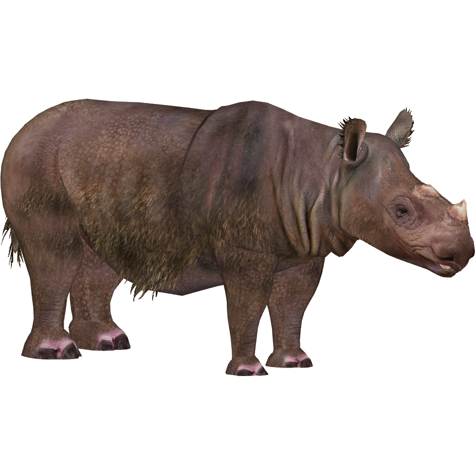 Rhino PNG Download Image