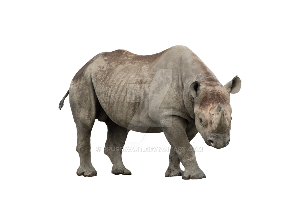 Rhino PNG High-Quality Image