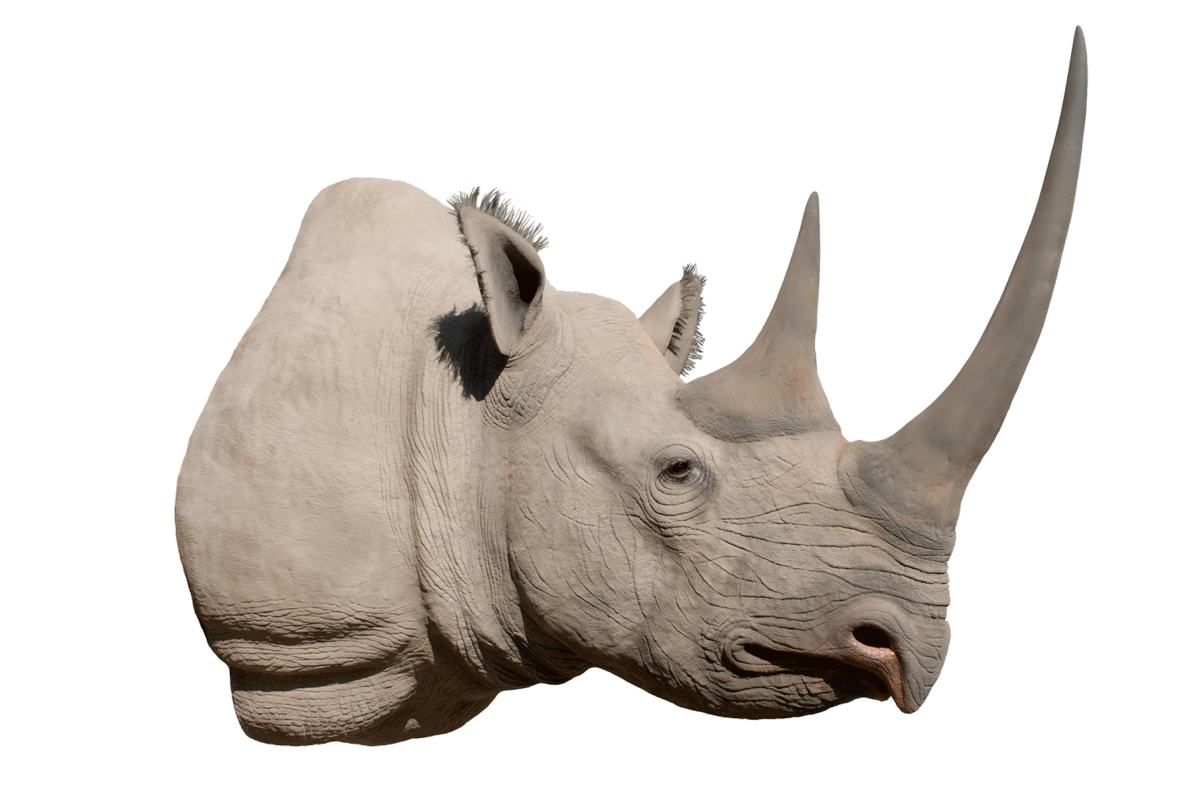 Rhino PNG Image Background