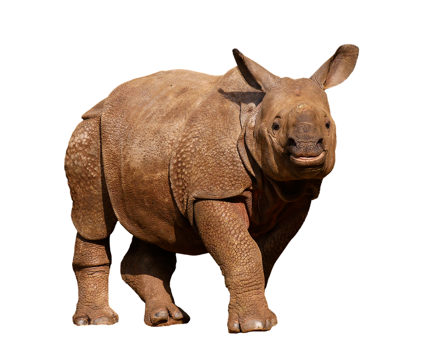 Rhino PNG Image