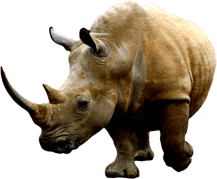 Rhino PNG Transparent Image