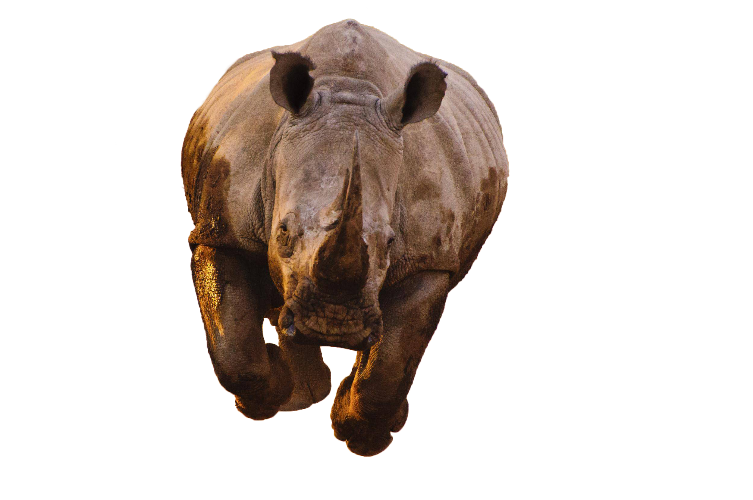 Rhino Transparent Image